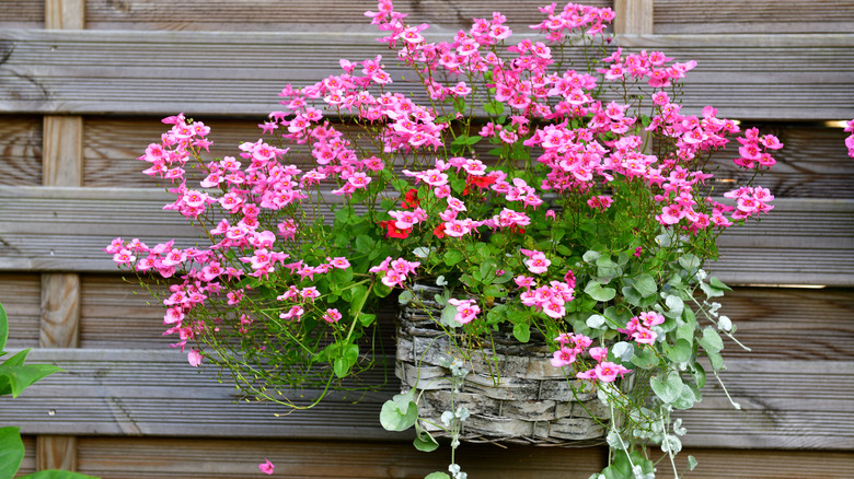 diascia in hanging basket