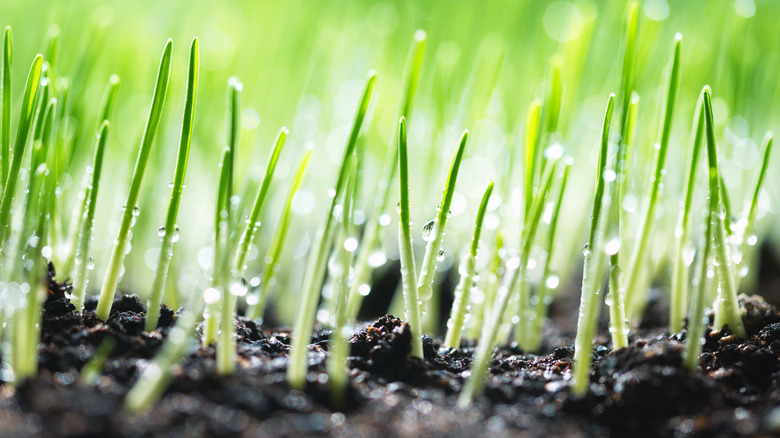 grass at seedling stage