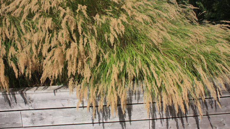 ornamental grass in planter