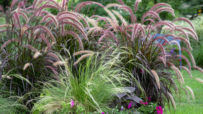 several ornamental grasses