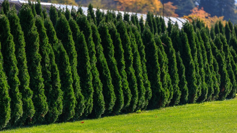 A row of evergreen trees with lush green grass