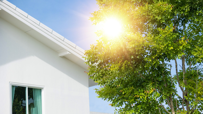 Sun shining past tree canopy next to second story window