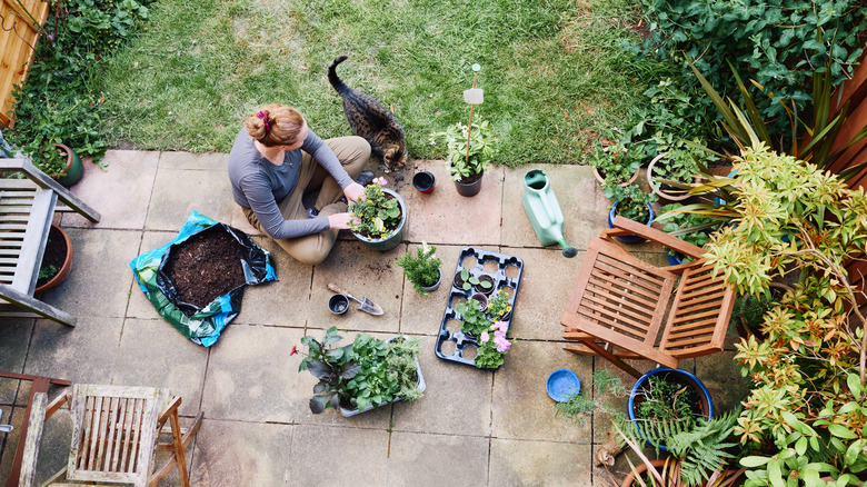 Woman potting plants with cat