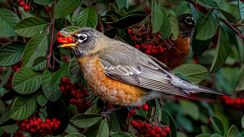 bird eating cotoneaster berries