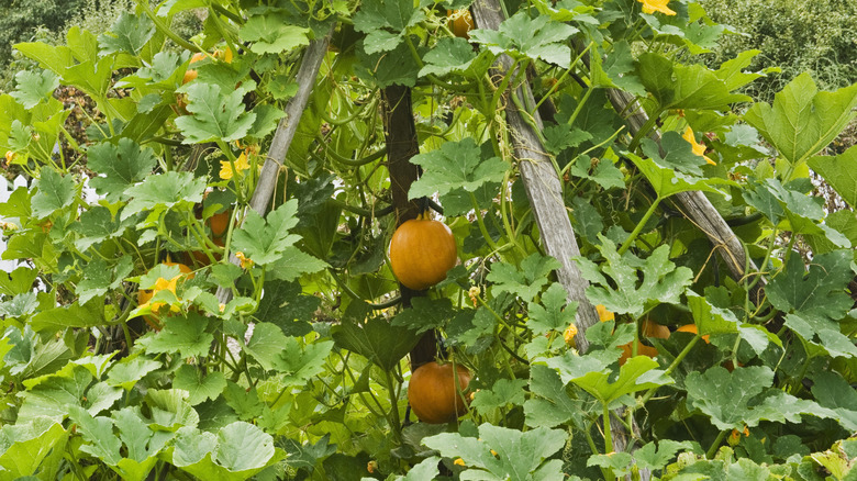 overgrown pumpkin trellis with big orange pumpkins