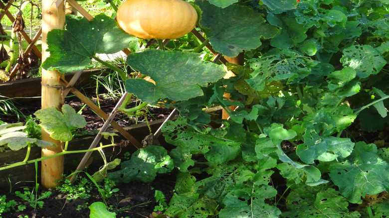 ripening pumpkin hanging from trellis