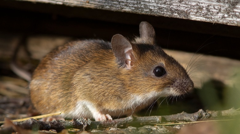 field mouse under home