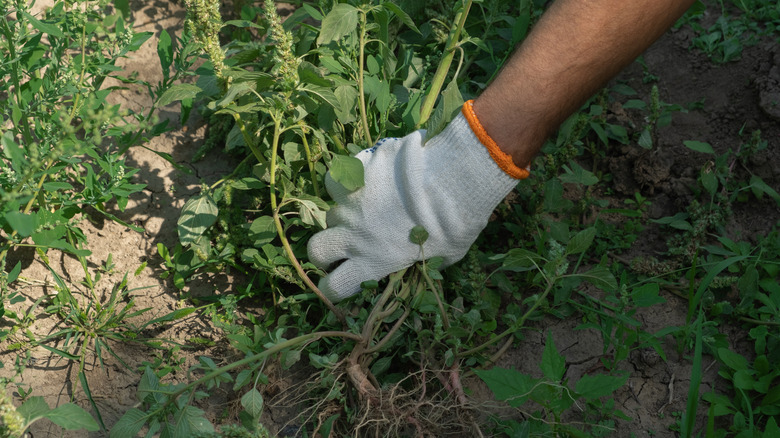 gloved hand removing weeds