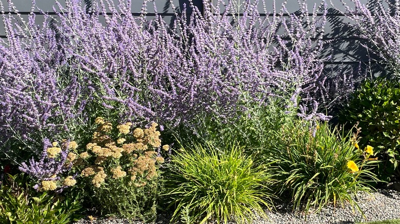 drought tolerant garden