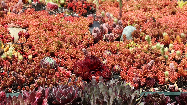 multiple ground cover sedum