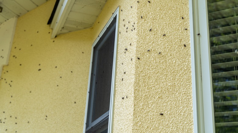 Boxelder bugs on the siding of a house