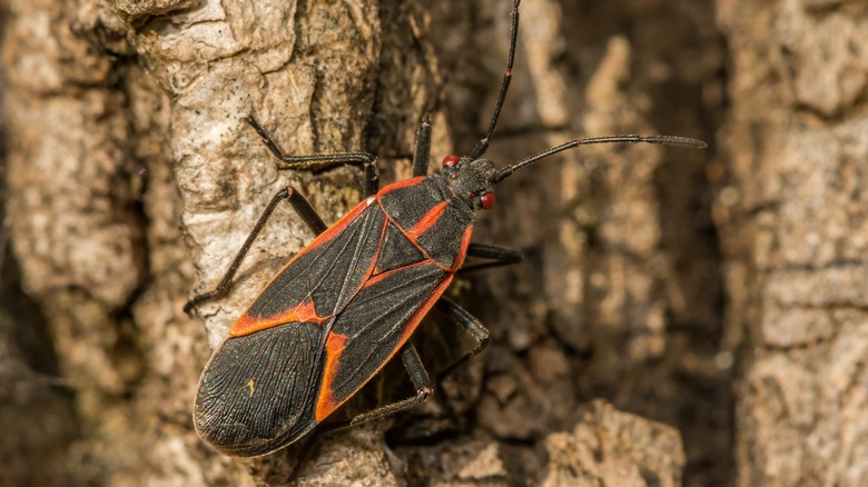 Boxelder bug on a tree