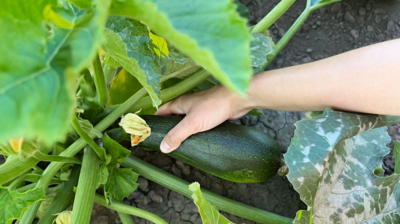 A person picking zucchini from the garden