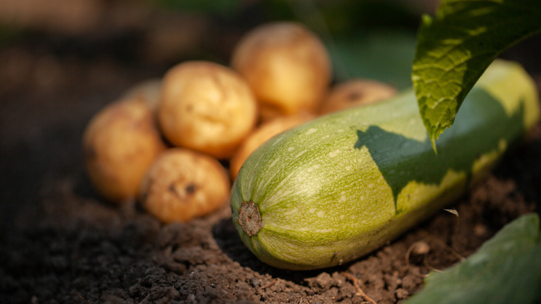 Zucchini and potatoes in the garden