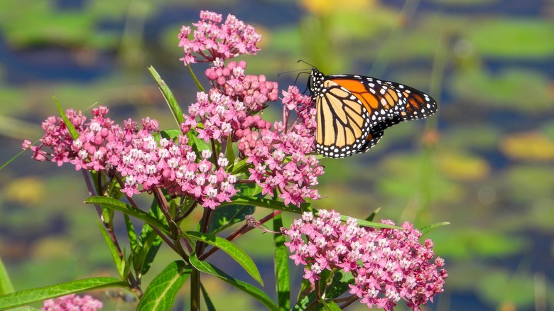 Butterfly on milkweed flower