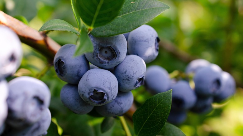 Close-up of blueberry bush