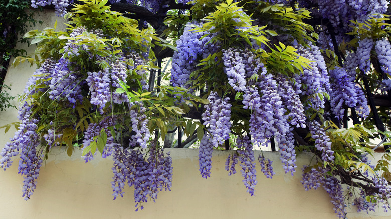 Close-up of wisteria hanging over wall