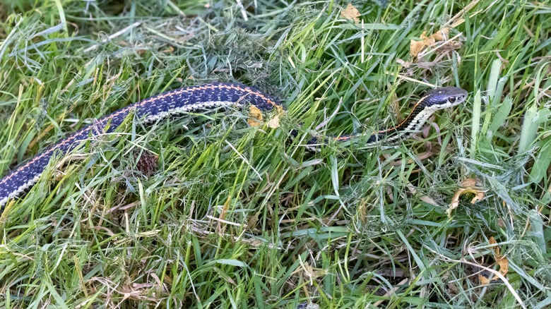 Snake slithering through tall grass