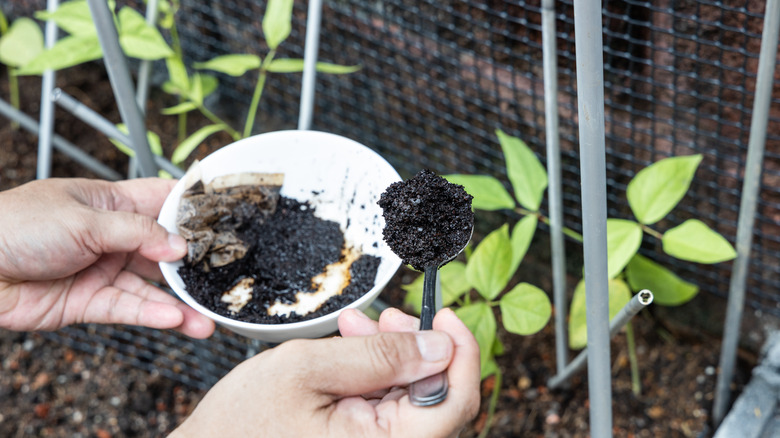 coffee grounds being sprinkled on plants