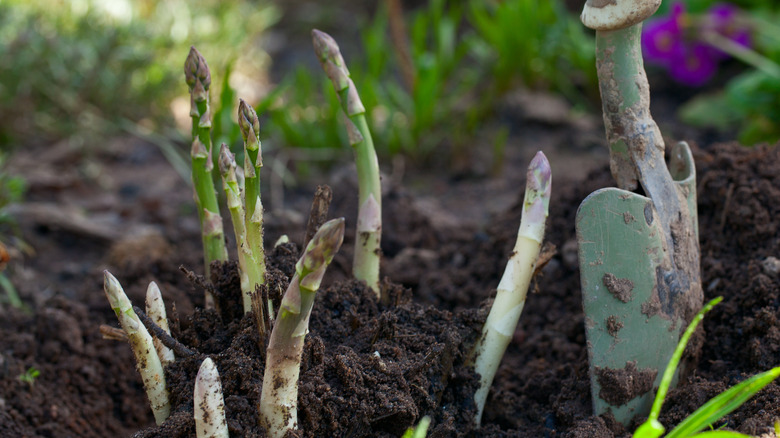 asparagus in the garden