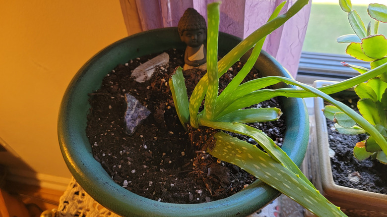 aloe plant leaning towards window