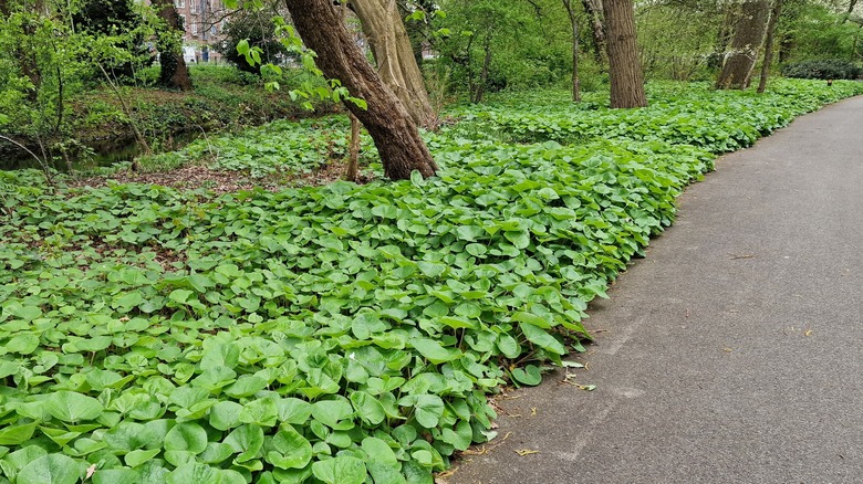 wild ginger ground cover