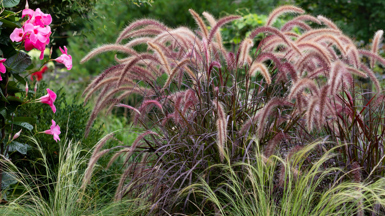 Purple Fountain Grass