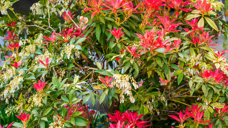 Pieris Japonica flowers and leaves