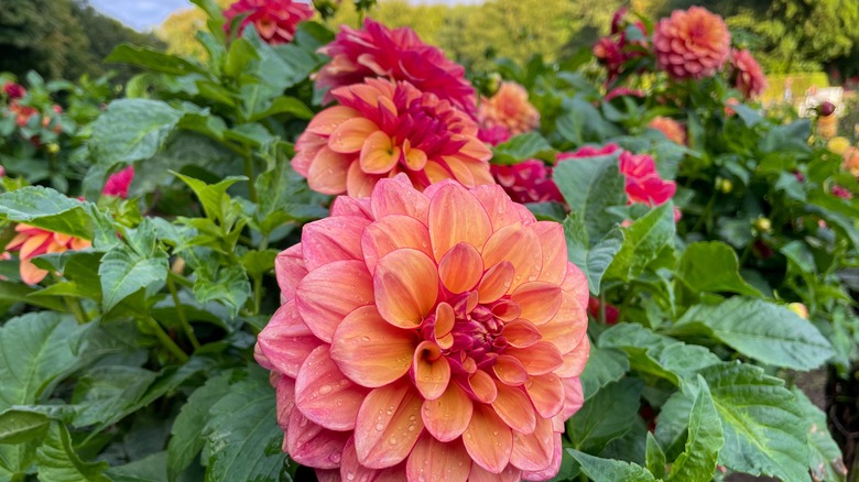 coral pink dahlia bushes