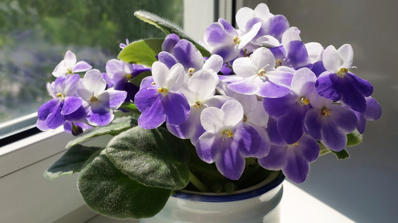 Potted African violet plant on windowsill