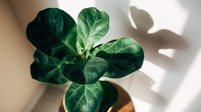 Home plant Ficus Lyrata or Fiddle Fig isolated on light background