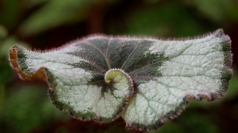 Begonia rex leaf in a garden