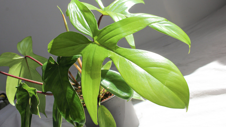 Lush Philodendron squamiferum in a gray ceramic pot standing on the floor in a pool of sunlight