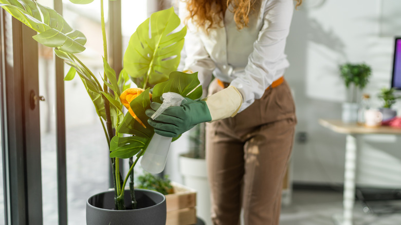 Woman wiping a monstera plant with a dusting cloth in a home office flooded with natural light