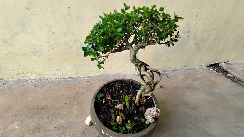 Bonsai tree in a dish on a table