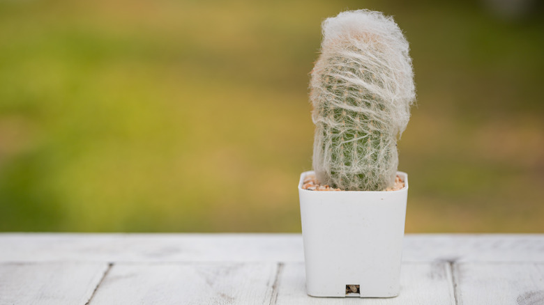 Small old man cactus Cephalocereus senilis in white pot on a whitewashed table