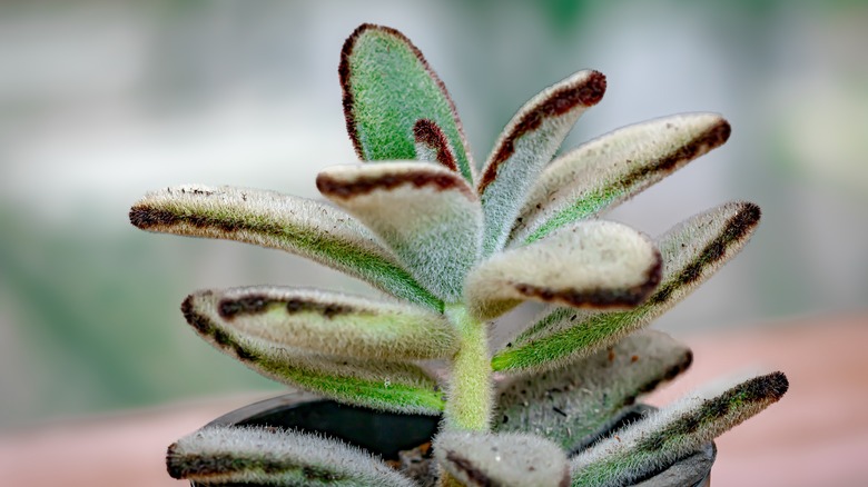 Close up Kalanchoe tomentosa a type of succulent plant from Madagascar, with fuzzy white and green fleshy leaves and brown edges