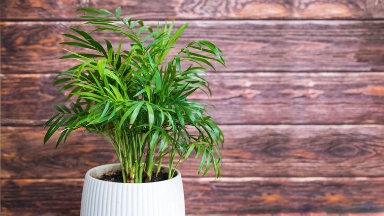 Green Parlor Palm in White Pot on Wooden Background