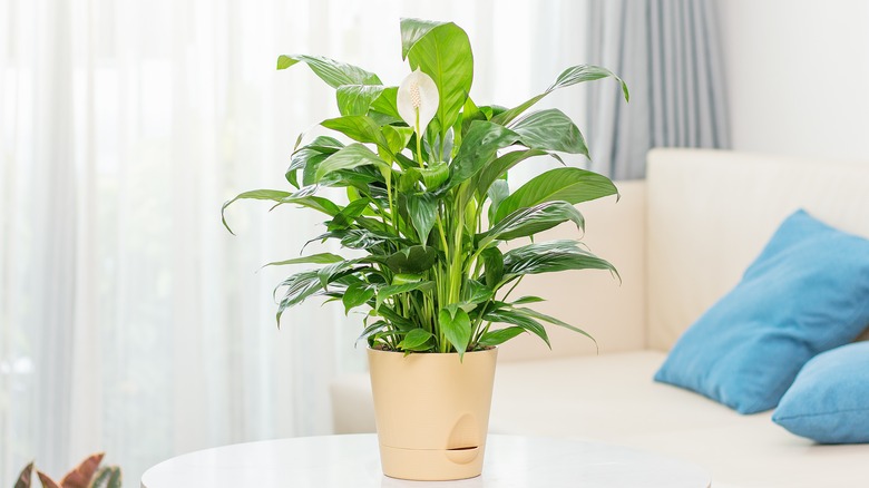 A potted peace lily sitting in a bright living room with blue sofa cushions