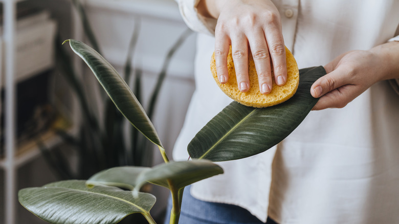 Person dusting a rubber tree plant indoors with a yellow sponge