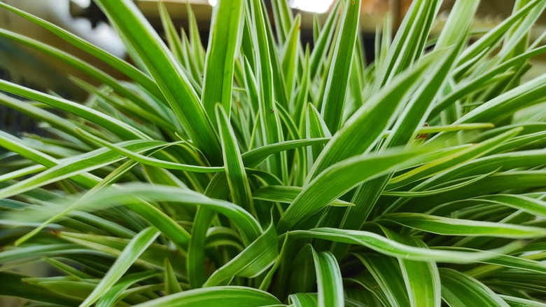 Close-up Chlorophytum Comosum Ocean