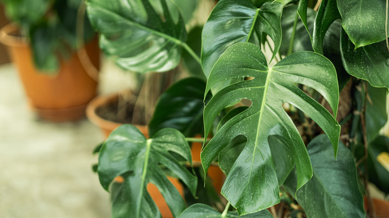 Monstera deliciosa leaf detail