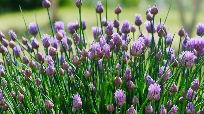 Chives with many purple blooms