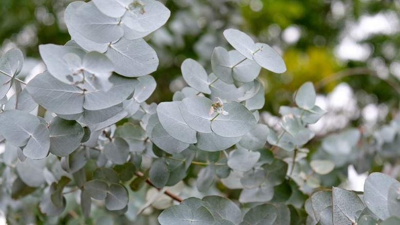 Eucalyptus silver leaves on branch