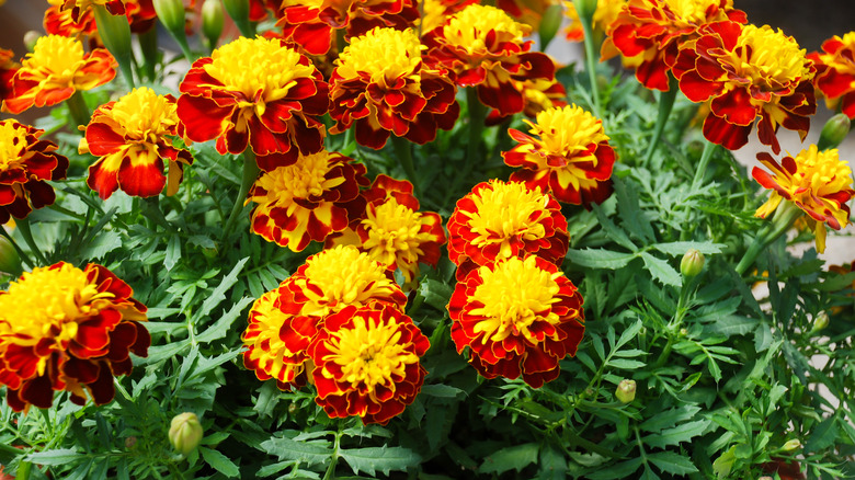 Marigolds in bicolor bloom