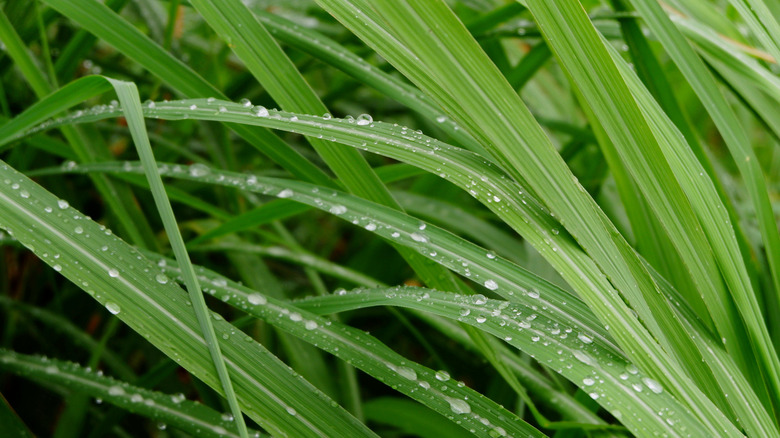 Lemongrass leaves with dew drops