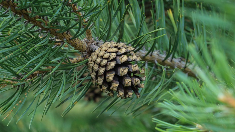 Pine tree pinecone up close 