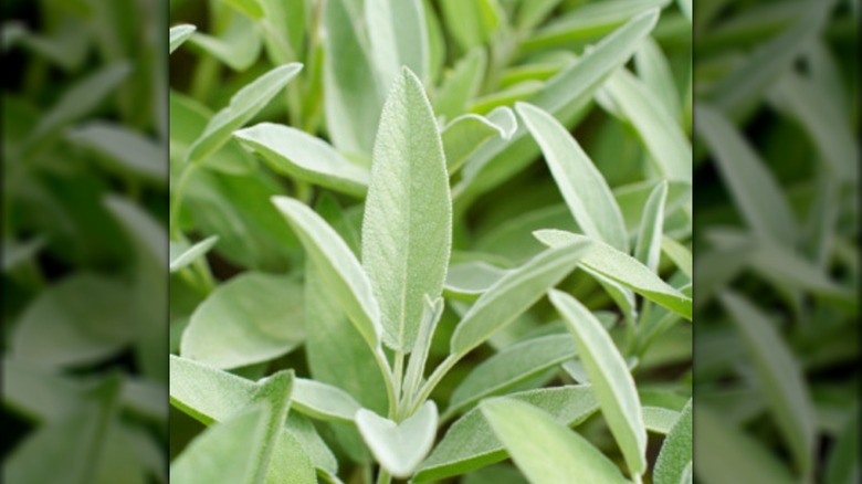 Sage silvery leaves on stem