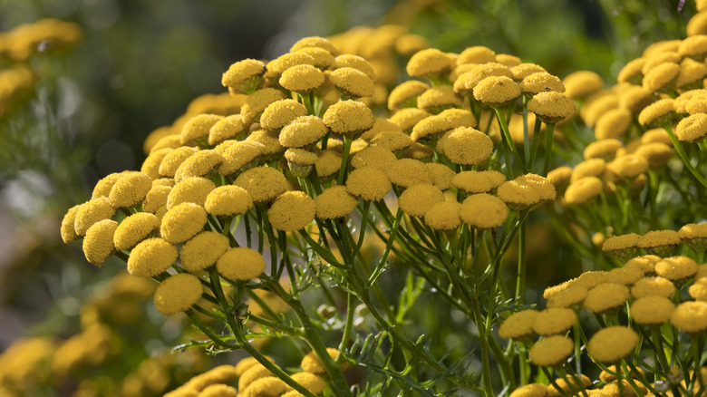 Tansy plant with yellow blooms