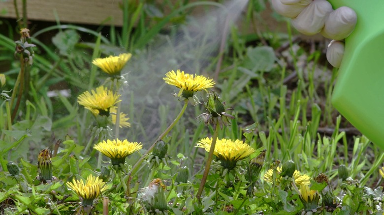 A person sprays control on dandelion weeds